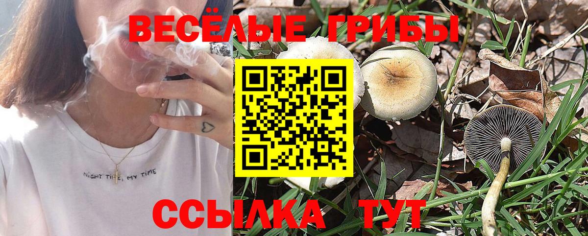 Галлюциногенные грибы Cubensis  Псилоцибиновые грибы прущие грибы  Тельмана  Вход с VPN 